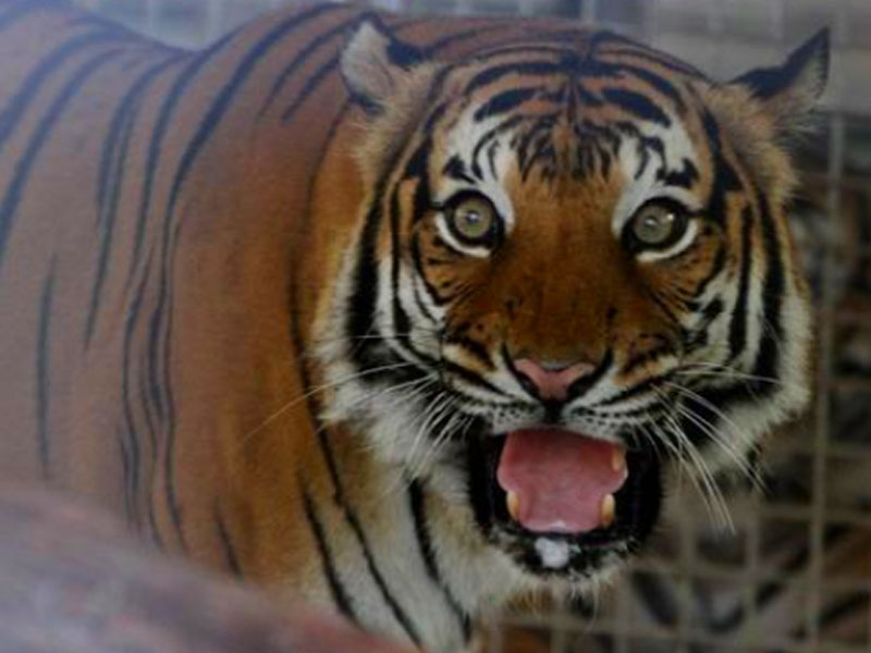 Kerjasama Tangani Krisis Kepupusan Harimau Malaya