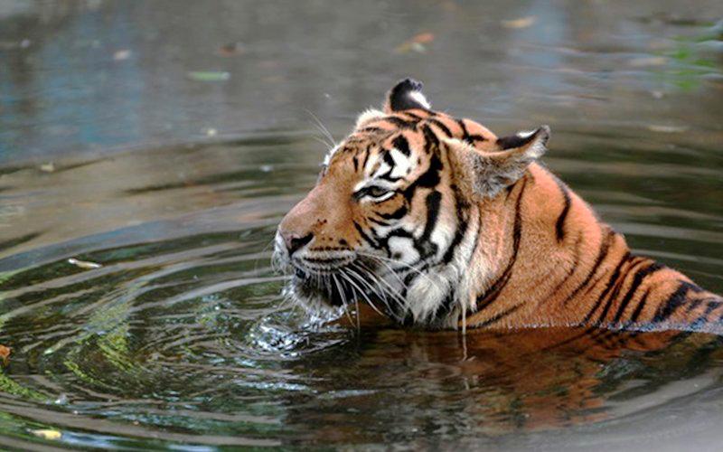 Stiffer Penalties For Poachers, Six Plans To Ensure Malayan Tigers’ Continued Survival