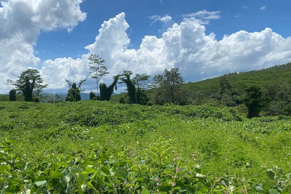 elephant-grass-planting-05