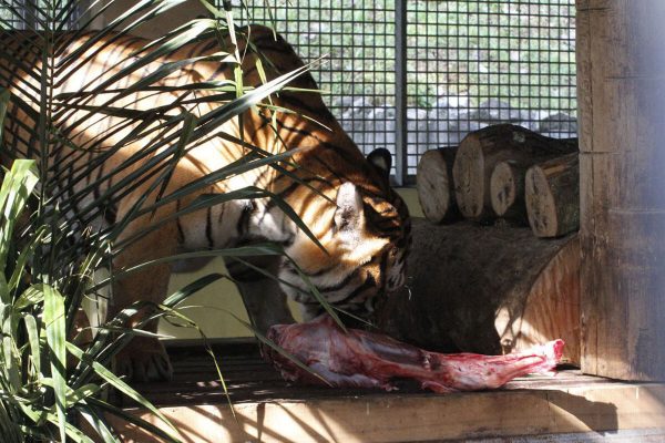 malayan-tiger-conservation-program-01