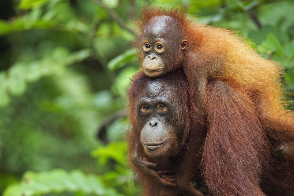 Malaysian Palm Oil Industry: An Active Partner In Orangutan Conservation
