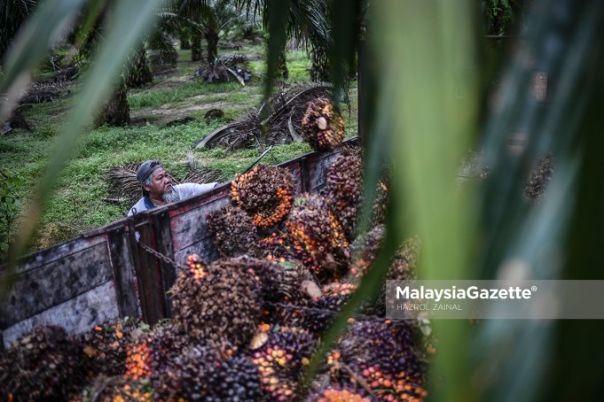 MPOGCF Tingkat Usaha Tangkis Kempen Anti Minyak Sawit