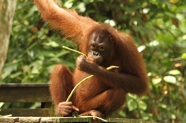 MPOGCF sokong pemuliharaan orang utan