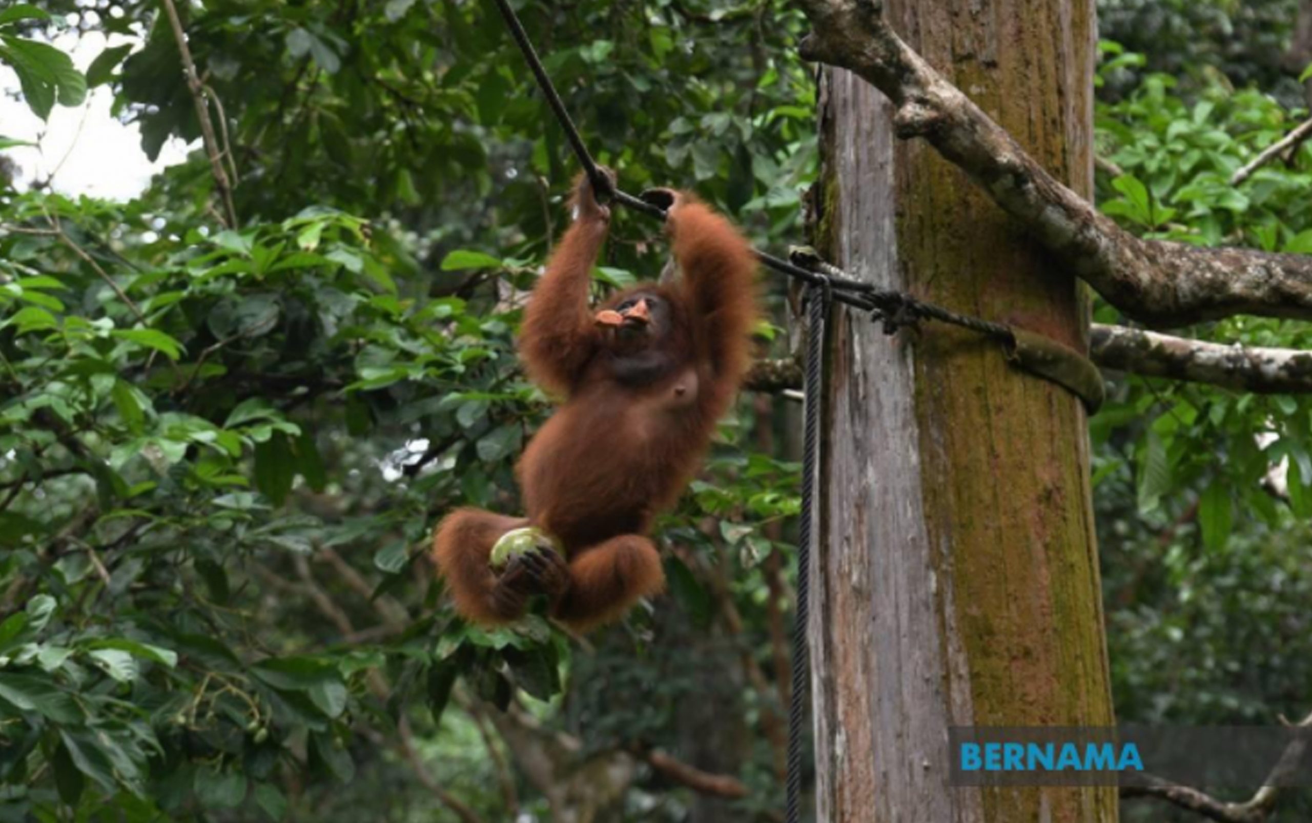 MPOGCF committed to supporting Orangutan conservation