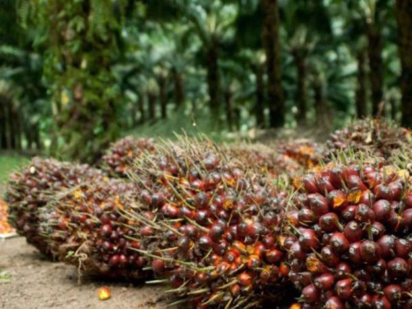 MPOGCF Bantu Kerajaan Tangani Kempen Anti Minyak Sawit