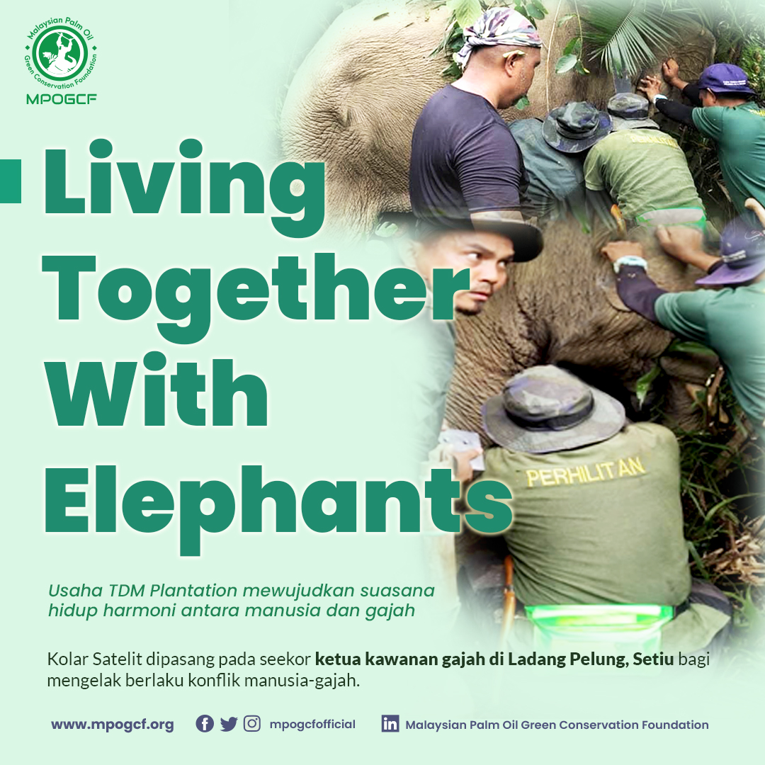 Living Together With Elephants