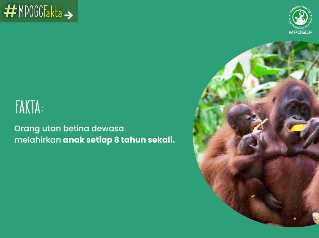 Orang utan betina dewasa melahirkan anak setiap 8 tahun sekali