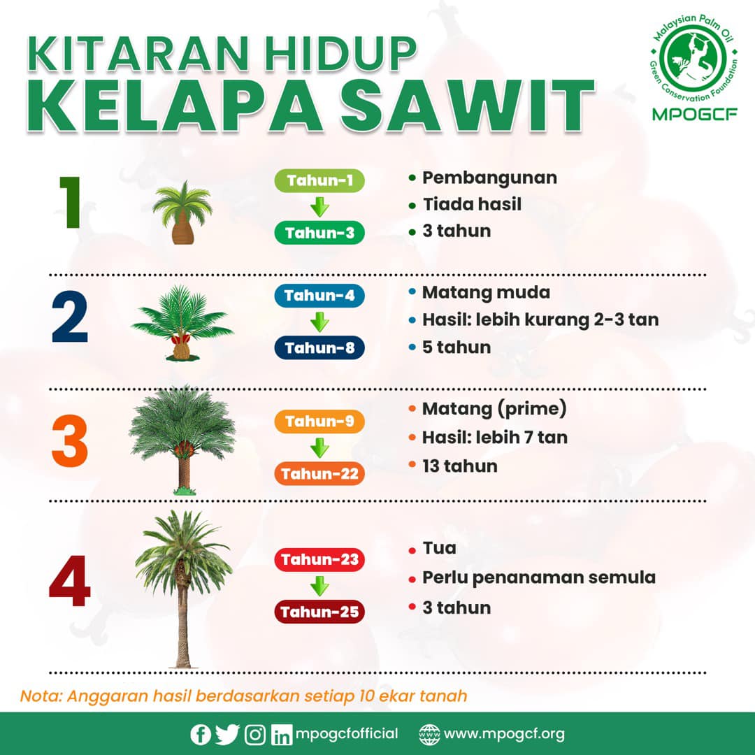 Kitaran Hidup Kelapa Sawit