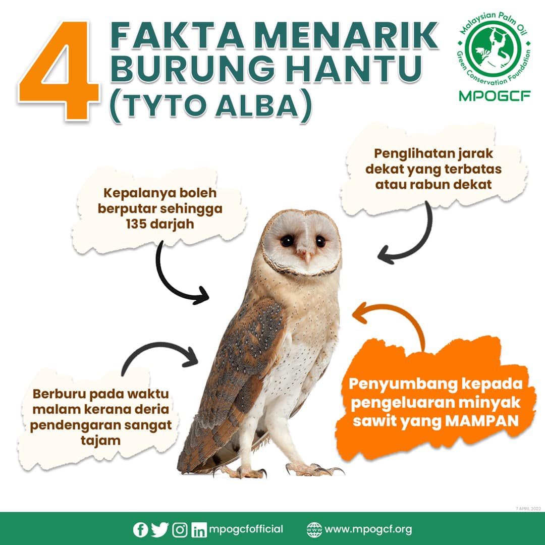 4 fakta menarik burung hantu (tyto alba)