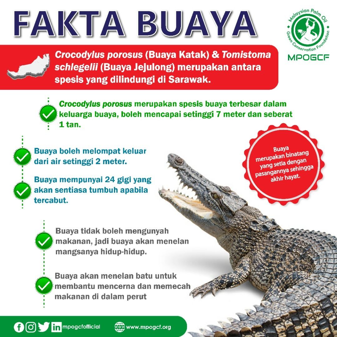 Fakta Buaya