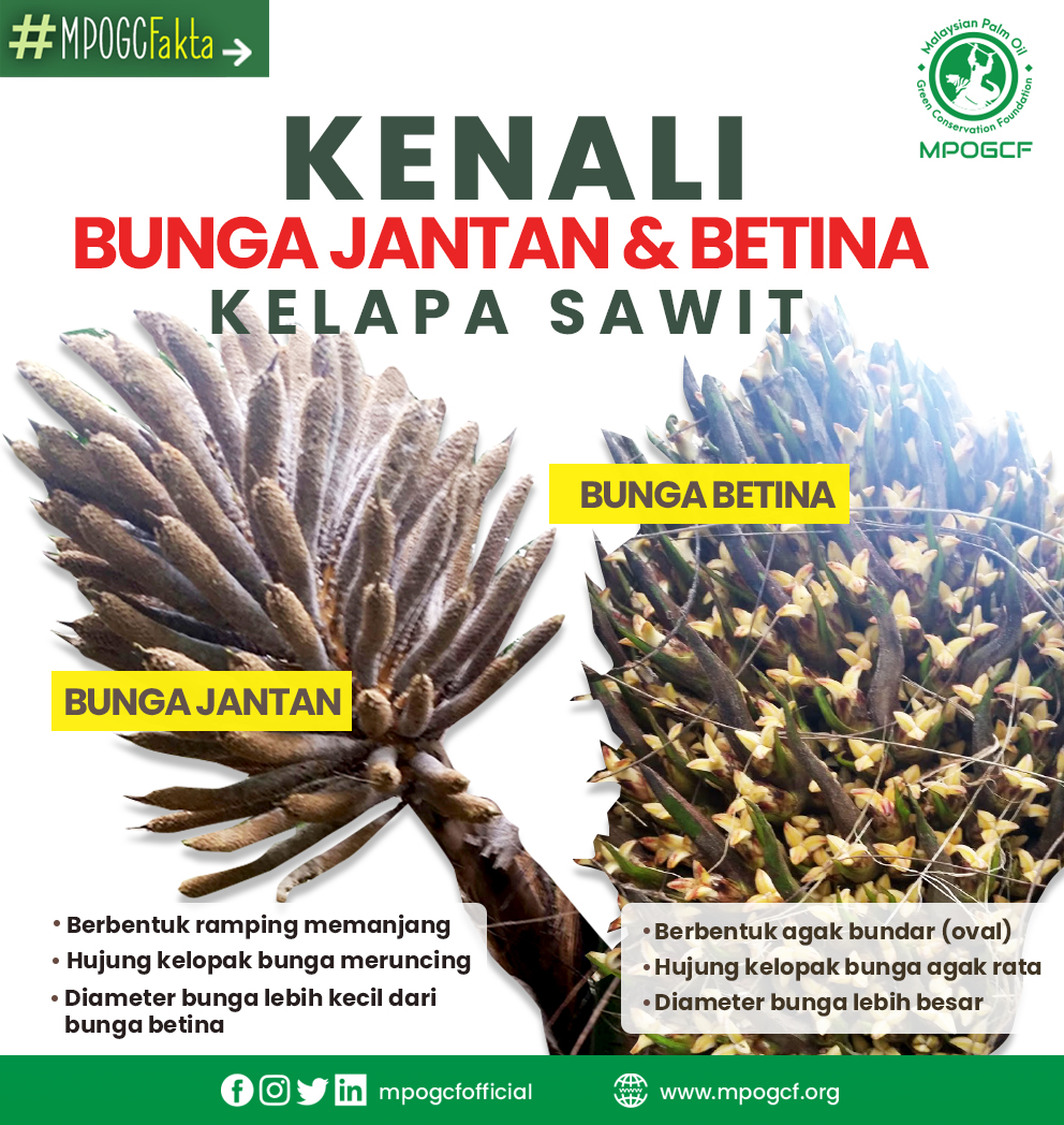 Kenali bunga jantan & betina kelapa sawit