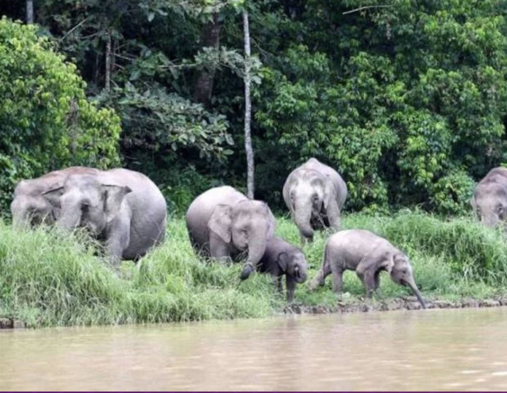 Pekerja Ladang Parah Dipijak Gajah Meninggal Dunia