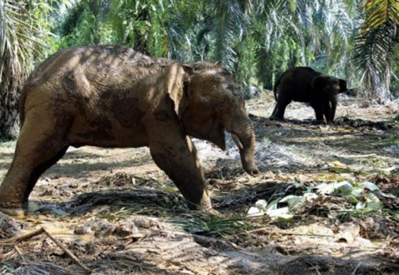MPOGCF sampaikan bantuan kepada keluarga pekerja ladang yang maut dipijak gajah liar