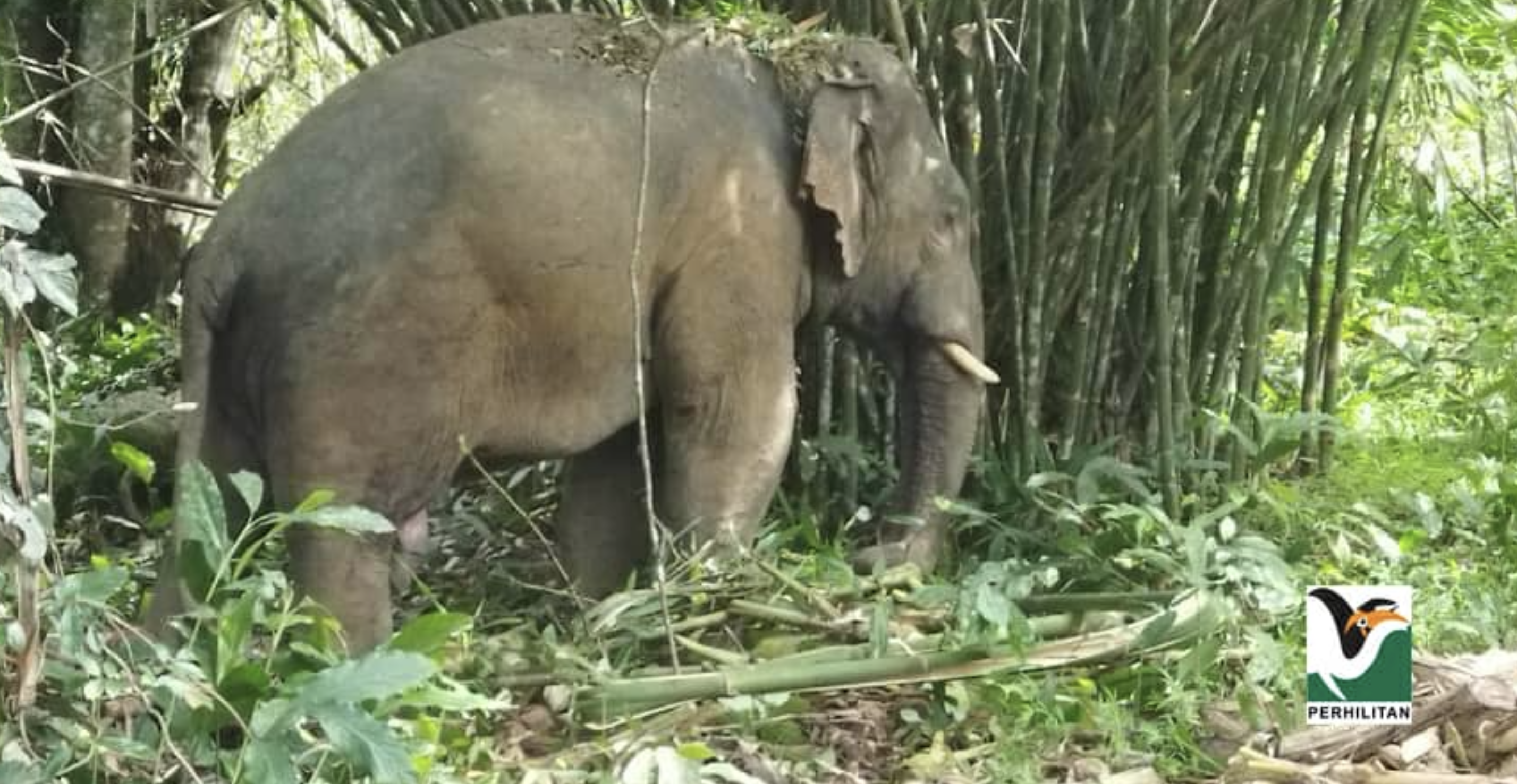 Jauhkan diri jika bertembung dengan gajah, pesan MPOGCF