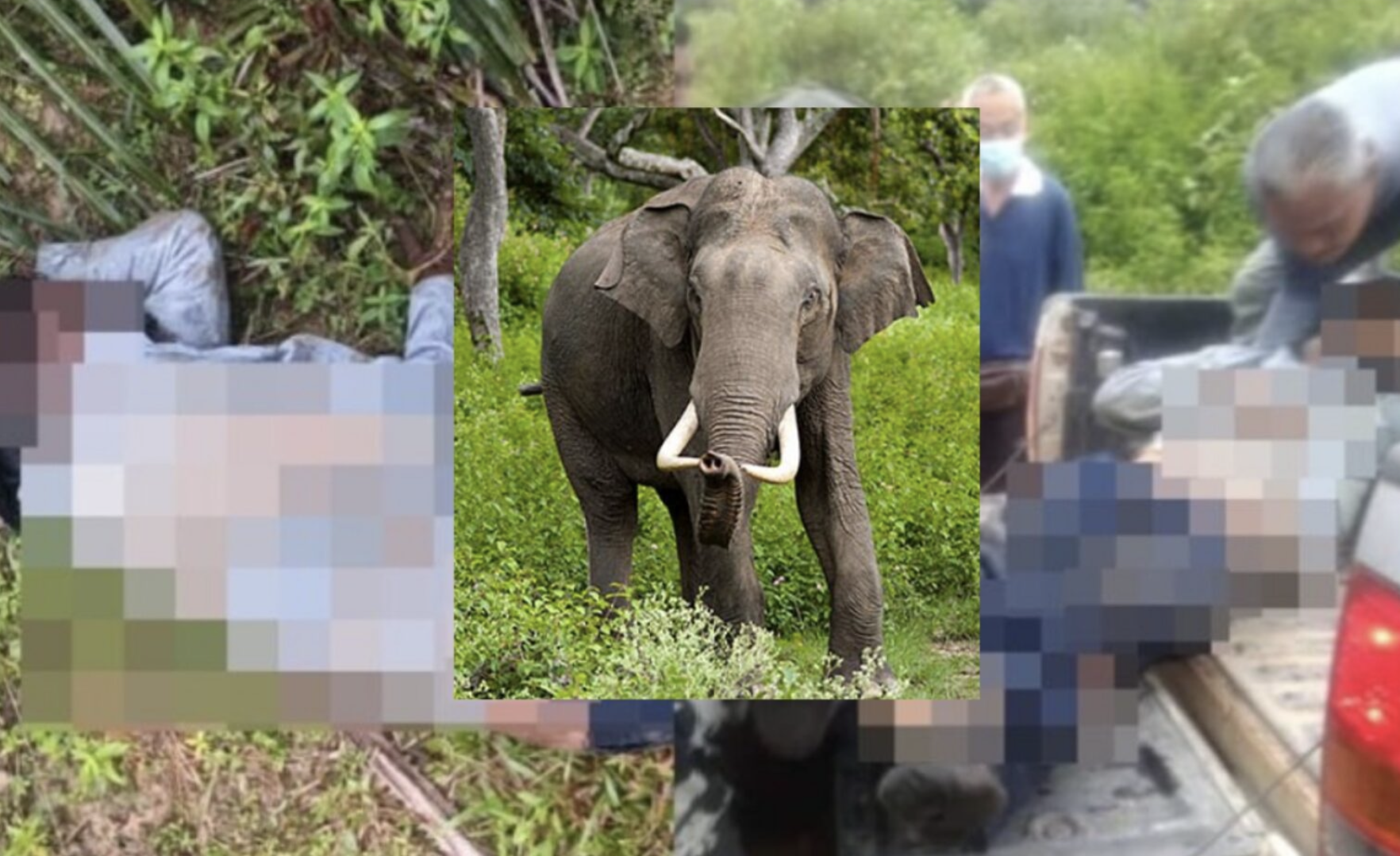 Ahli keluarga mangsa yang maut dipijak gajah terima pampasan daripada MPOGCF