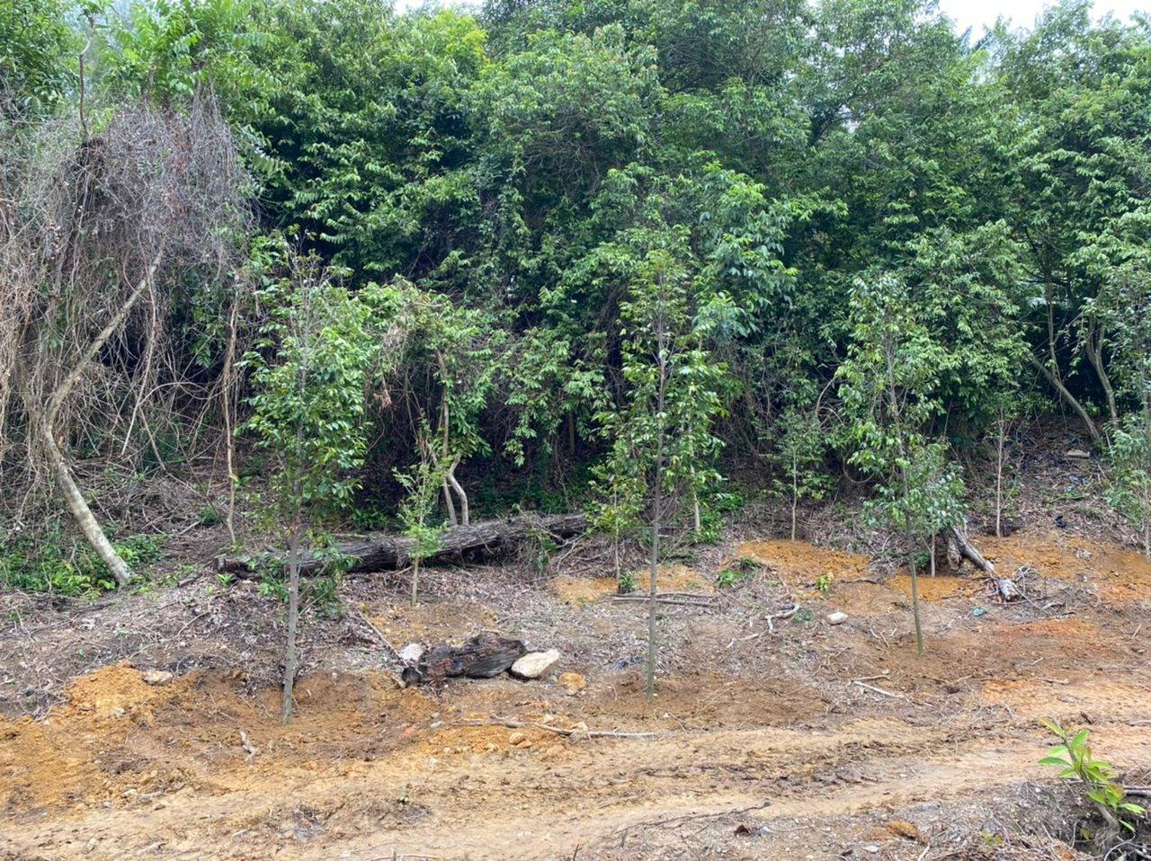 Projek Pembangunan Laman Konservasi dan Pendidikan Taman Botani Kuala Terengganu