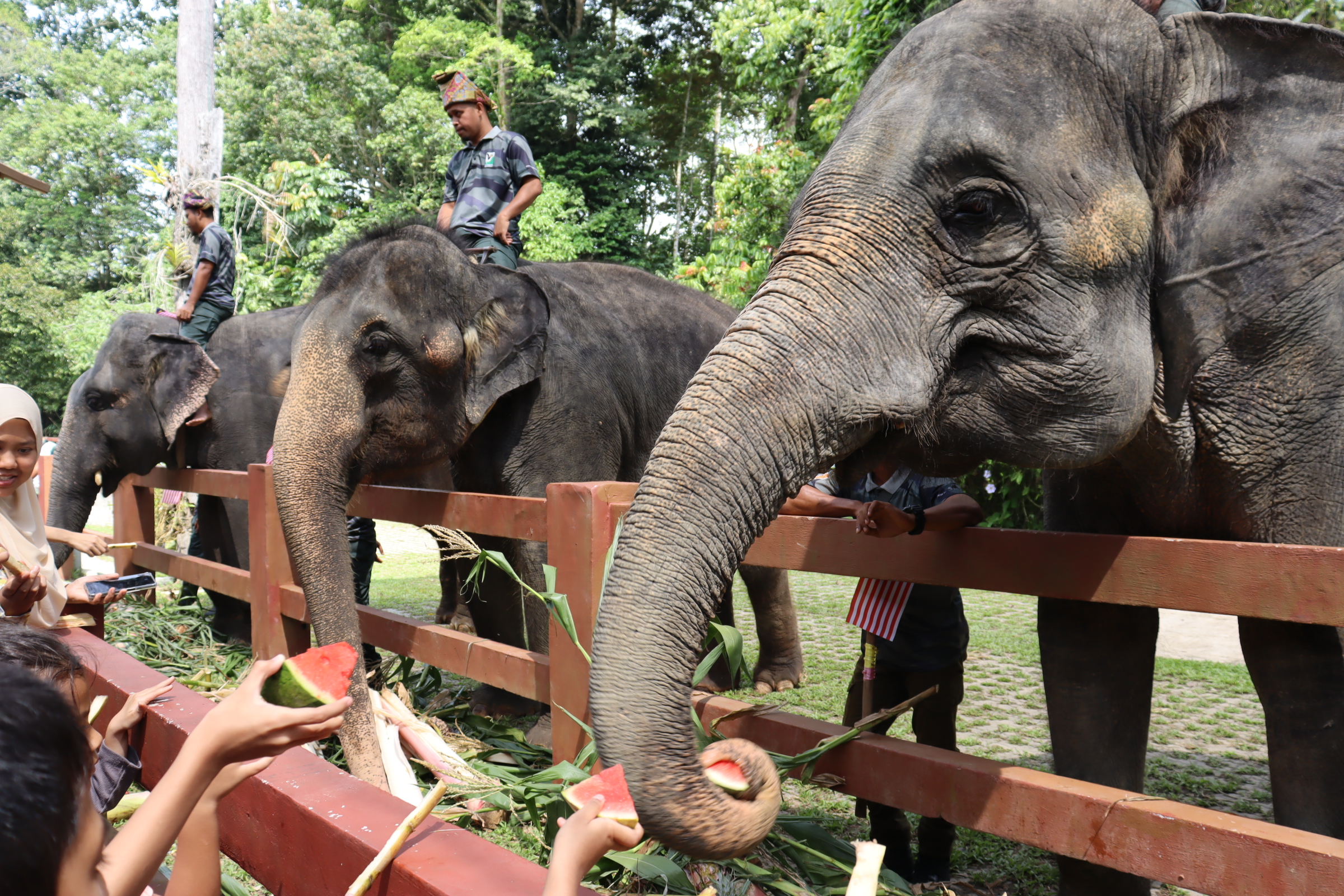 World Elephant Day Celebration