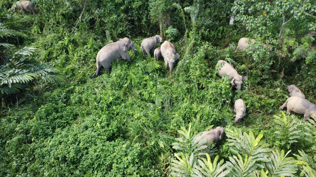 MPOGCF Committed To Mitigating Human-Elephant Conflicts