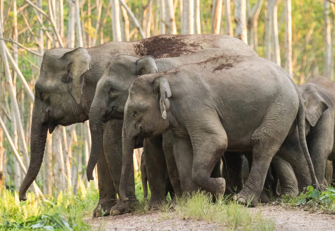 MPOGCF commited to mitigating human-elephant conflicts