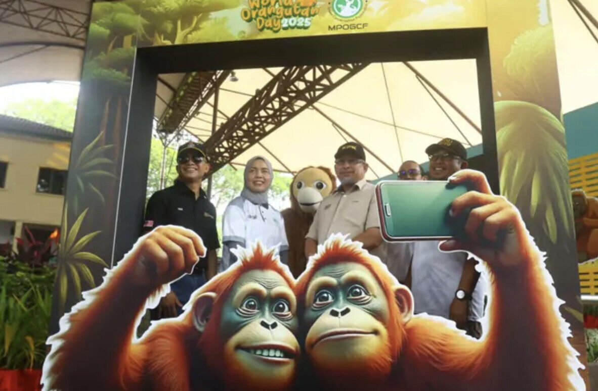 ‘Orangutans should not be used as symbol to attack palm sector’