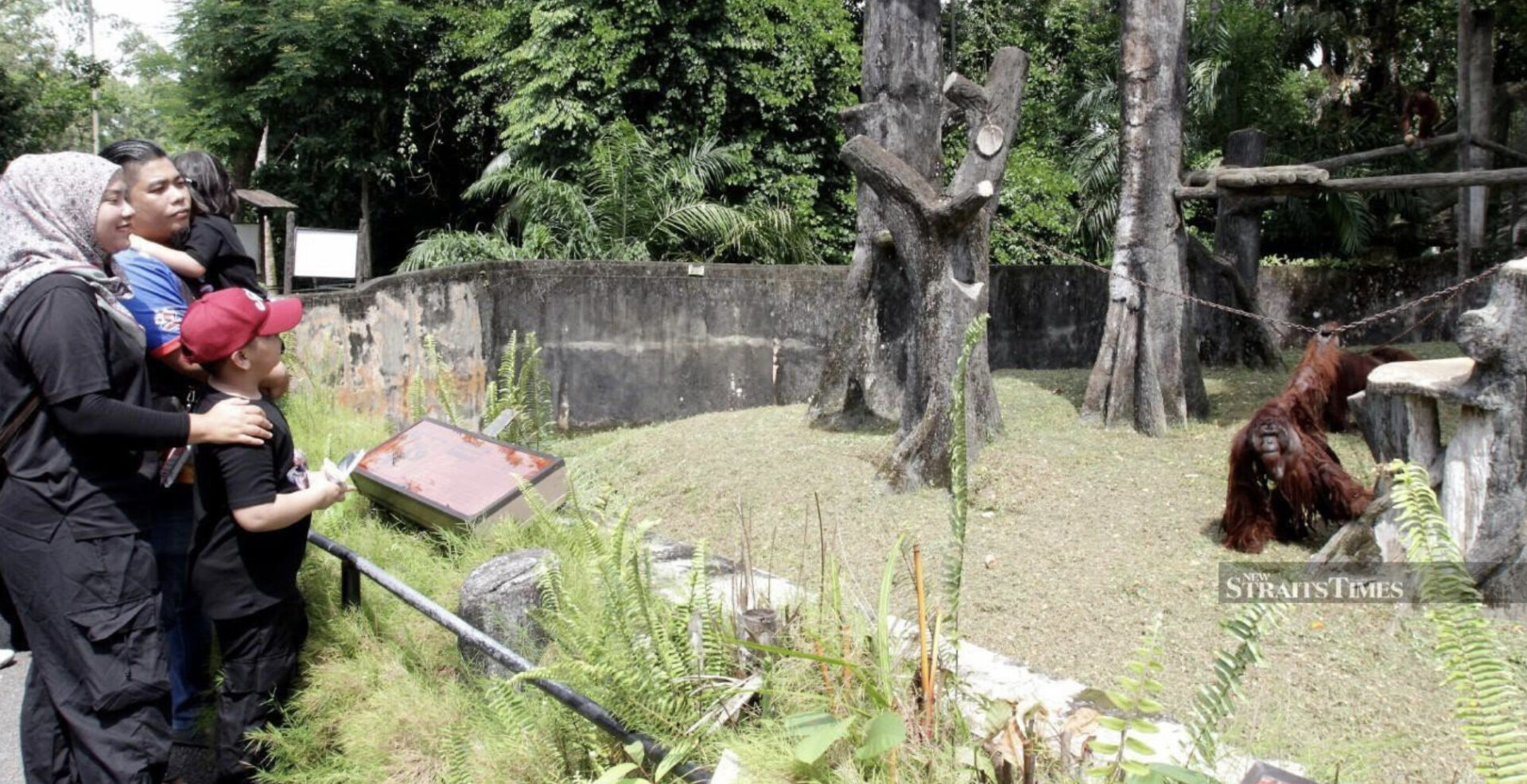 The unseen dedication keeping Zoo Taiping’s orangutans healthy and happy