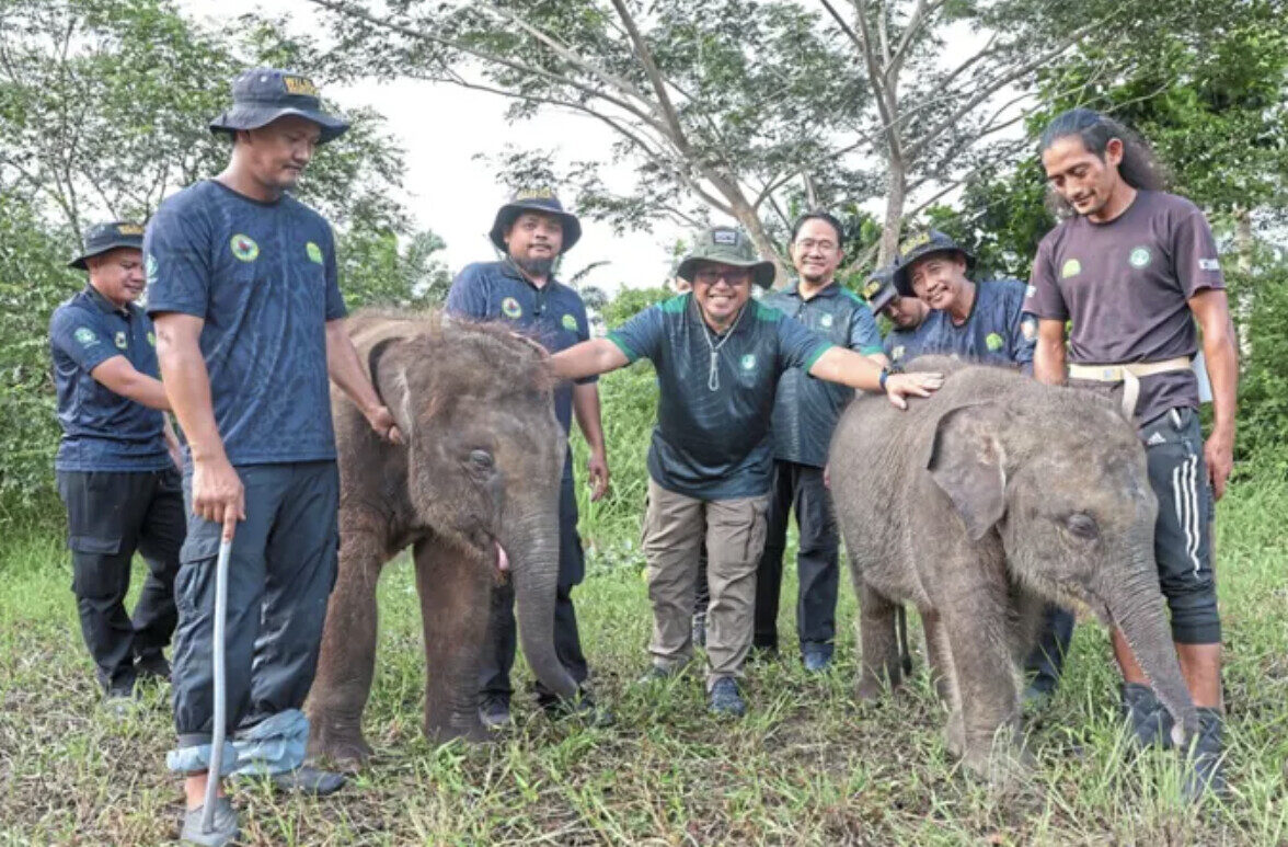 Achieving elephant-human equilibrium