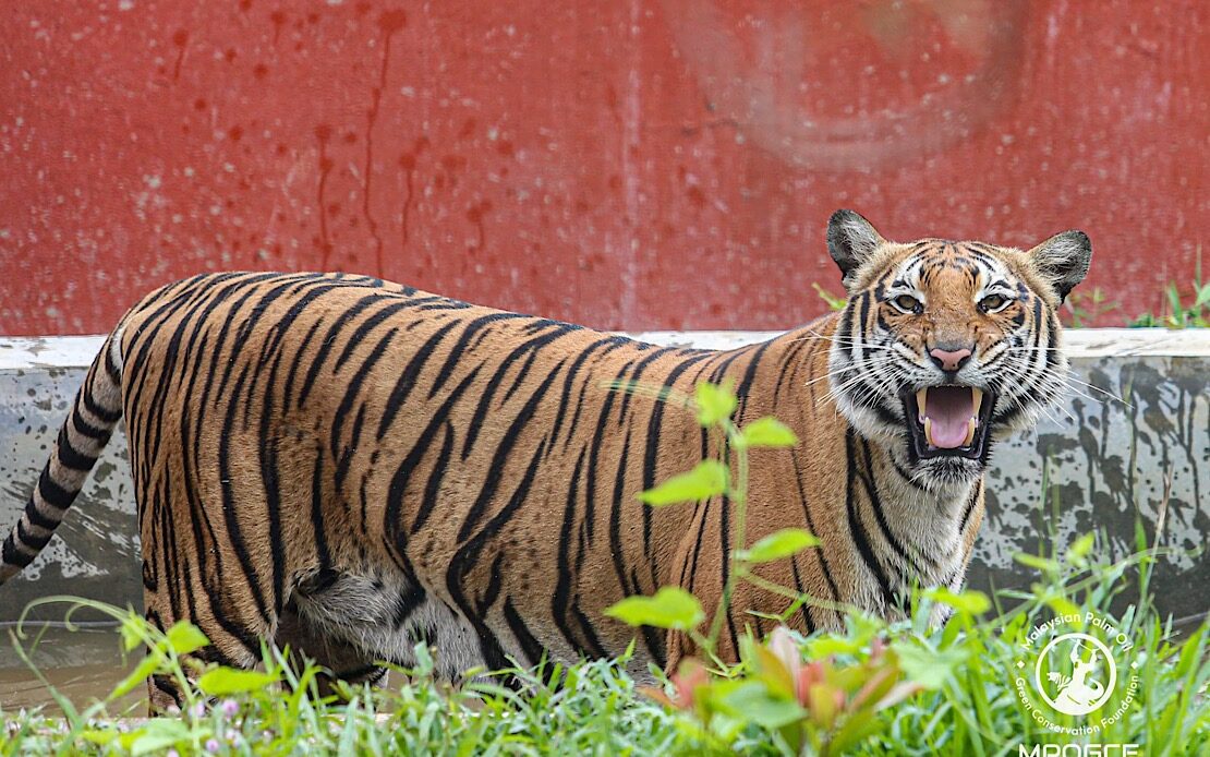 MPOGCF AND PERHILITAN organise habitat enrichment program for Malayan Tiger rewilding