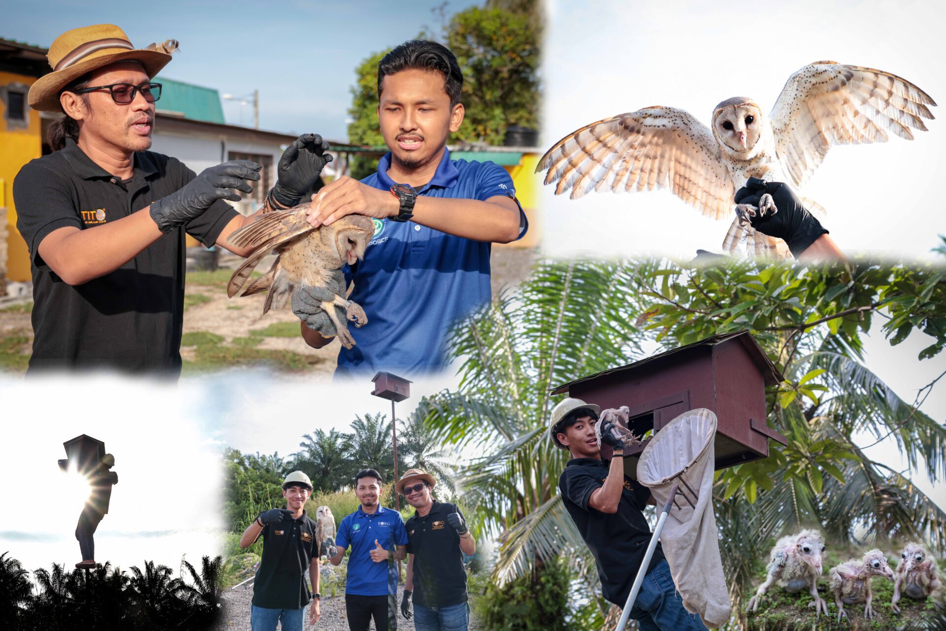 MPOGCF expands barn owl initiative to help small-scale oil palm farmers