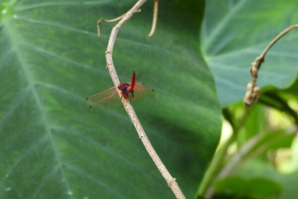 599519240_1172965261696547_7324793384267506500_n