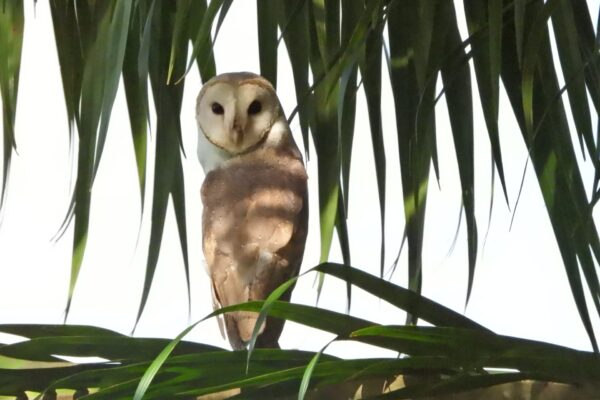 599940734_1172965295029877_4808769098543287652_n