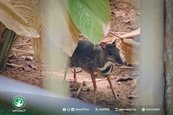 671294336_1265339489125790_133745552071794556_n