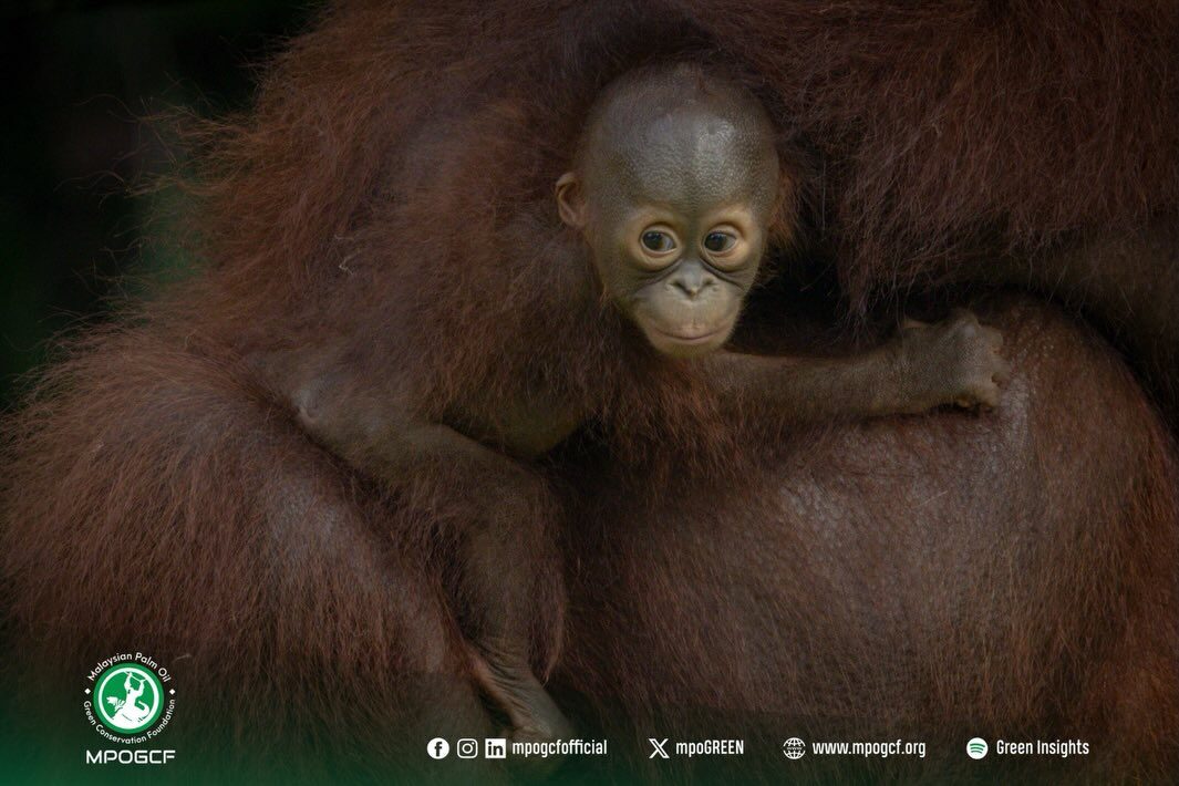 MPOGCF menaja RM10,000 untuk penyediaan makanan, penjagaan veterinar serta rawatan perubatan untuk seekor anak orang utan Borneo
